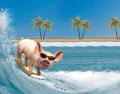 surfing pig