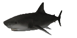 swimming shark